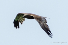 Bogdanski_Raubvögel-2