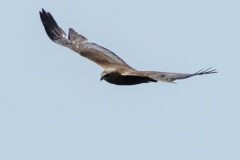 Bogdanski_Raubvögel-3