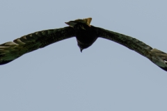 Bogdanski_Raubvögel-4
