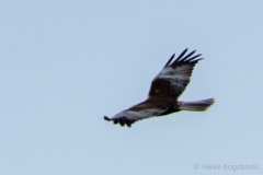 Bogdanski_Raubvögel-5