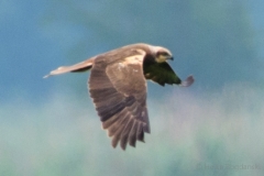 Bogdanski_Raubvögel-6