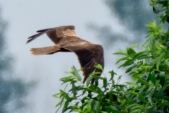 Bogdanski_Raubvögel-7