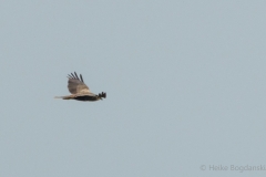 Bogdanski_Raubvögel-8