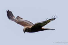 Bogdanski_Raubvögel