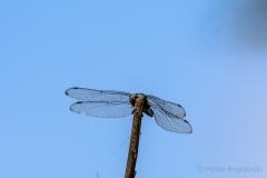 Bogdanski_Linum-16