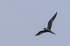 Bogdanski_Linum-4