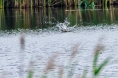 Bogdanski_Linum-5